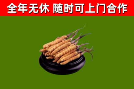 焦作市烟酒回收冬虫夏草.jpg