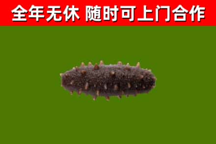 焦作市回收海参干